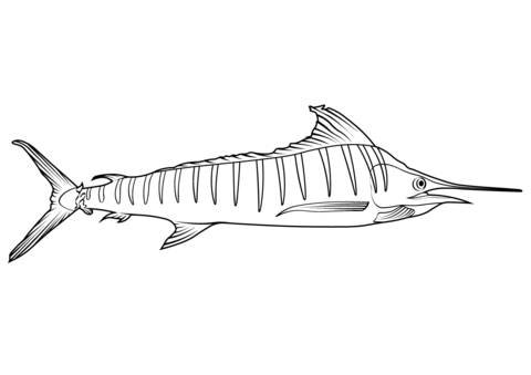 Striped Marlin (Kajikia Audax) Coloring Page